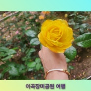 이곡장미공원 #장미꽃구경하며 힐링하기 RoseGarden