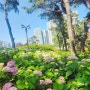 대구 꽃구경 가볼만한곳 이현공원 수국 샤스타데이지/이곡장미공원 장미꽃