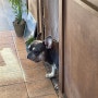 [진주] 카페커프티: 귀여운 강아지를 볼 수 있는 진주 경상대카페