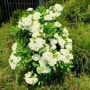 피라칸다 하얀 꽃, 꽃말, 학명, 피라칸타,  피라칸사(pyracantha), 피라칸사스 빨간 열매, 적양자 효능
