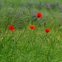 풀밭에 핀 꽃양귀비
