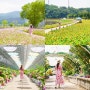 전남 장성 가볼만한곳 황룡강 길동무 꽃길 축제 생태공원에서 꽃구경