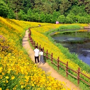 함안 악양생태공원 금계국 활짝 2024년 5월 24일 방문기, 5월 가볼만한곳...