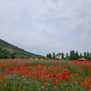 인천대공원 장미원에는 장미가 만발 보리밭에는 꽃양귀비가 만발 해 있어요^^