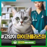 노란색 콧물, 기침, 재채기 보이는 고양이 마이코플라즈마 치료 후기