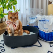 대용량 고양이 벤토나이트 모래 캐나다산 샌드더블레스 사용 후기