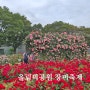 서울 올림픽공원 장미축제 장미광장 꽃구경 6월 서울 가볼만한곳