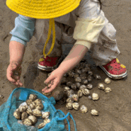 몽산포 해수욕장 갯벌 조개캐기 체험
