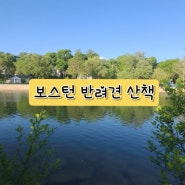 반려견과 미국 보스턴 생활 - Arlington Reservoir 산책