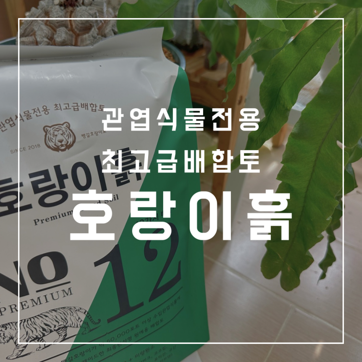 관엽식물 전용 원예용 상토 최고급 배합토 벌레없는 호랑이 흙 추천 화분 분갈이 후기 : 네이버 블로그