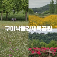 구미 낙동강체육공원 장미, 코스모스, 메밀꽃 구경 한방에 끝내기