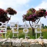 서울 나들이 열린 송현 녹지 광장 5월 꽃구경