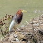 흰날개해오라기_Chinese Pond Heron