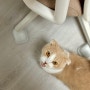 고양이용품 고양이 보호 끼임 방지 의자 바퀴 커버 바바시럽 커버드휠