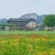 열린송현녹지광장 꽃단지 (5월25일 모습) 종로 밤산책 가볼만한곳