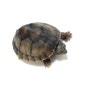 커먼머스크터틀먹이 종류 급여방법 반수생 거북이 종류 어항 크기 청소 주기