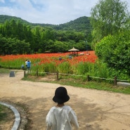 개양귀비 꽃 수레국화 꽃말 5월 6월에 피는꽃