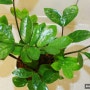 돈나무 키우기 금전수 물주기 공기정화식물 추천