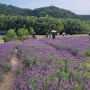 십리대밭교♡태화강국가정원 향기정원 (라벤다)