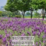 울산가볼만한곳/태화강국가정원 최근 모습