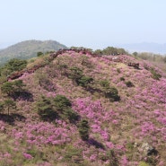 고려산 진달래 축제 - 분홍빛 진달래가 곱게 수놓은 고려산 (2024.04.14)