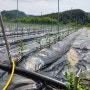 [영월나우리터] 유기농 고추 재배 - 첫 줄을 띠우기