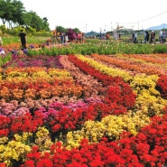 전남 장성 황룡강 길동무 꽃길 축제 탐방기:눈부신 꽃의 향연, 황룡강변 10리 꽃길을 거닐며