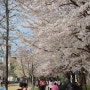 [국내장소] 2024. 4.4. 경의선숲길 벚꽃