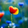 남양주드라이브코스,남양주데이트코스로 좋은 남양주한강시민공원에서 만난 양귀비꽃