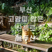 부산 데이트 코스 용두산 공원 용두산 미디어파크 고양이가 많은 공원 주차장 에스컬레이터 위치