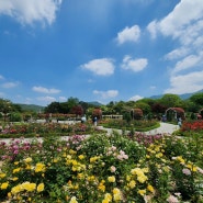 [삐약이네 나들이]장미명소 서울대공원 장미축제 5월 마지막주 장미 개화상황