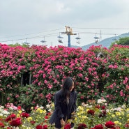 [과천] 과천 서울대공원 테마가든 장미원 장미축제 다녀왔어요!