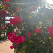 밀양 장미공원 여행코스 꽃구경 아이와 가볼만한곳