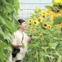 [식물일기] 플라워팜팜 초여름의 꽃, 해바라기 수확 체험