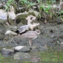 가평 새, 흰목물떼새 영상과 사진 (5월 하순)