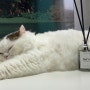 자극적이지 않은 고양이 디퓨저 바트밋 내돈내산 리뷰