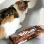 고양이 초콜릿 증상 초코 먹으면 왜 위험할까