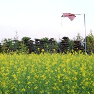 5월 인천 계양꽃마루 유채꽃밭