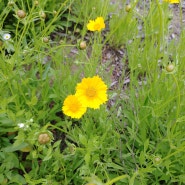 금계국 꽃말 5월 6월에피는꽃 노란색꽃 노란코스모스 닮은 금계화 개화시기