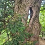 발왕산 천년주목숲길의 주목나무들(2024.5.25)