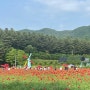[원주 축제] 용수골 꽃양귀비 축제/깡통열차/5월 26일 꽃 현황