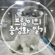 육견일기 | 프림이의 중성화 일기 feat.정직한동물병원