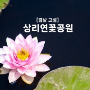 [경남 고성] 상리 연꽃공원 (feat. 사천어탕, 코코도르카페)