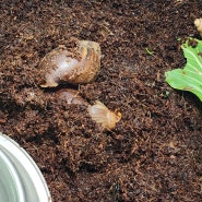 아프리카 왕달팽이 키우기 집 흙 먹이 세팅 달팽이 키우는법