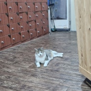 서울 근교 양평 온천 [양평 게르마니아 온천사우나 목욕탕] 고양이 찐구가 살고 있어요 🐱