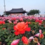 포항 불빛축제가 열릴 영일대해수욕장 바로 앞 영일대장미원 밤 장미꽃 구경