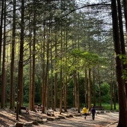 전주 편백나무숲 산책로 건지산 둘레길