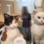 국립 민속박물관 기획 전시 '요물- 우리를 홀린 고양이'