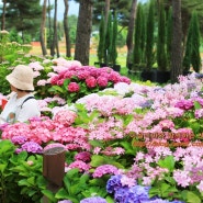 6월 꽃구경 가평 당일치기 여행 갈만한곳 자라섬 꽃축제 남도꽃정원
