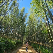 전남 담양 가볼만한곳 죽녹원 싱그러운 담양 대나무숲